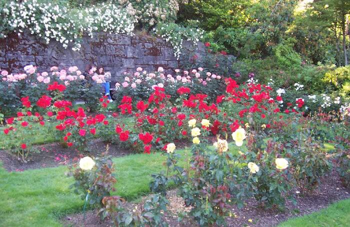 International Test Rose Garden, Portland OR flickr Neeta Ling