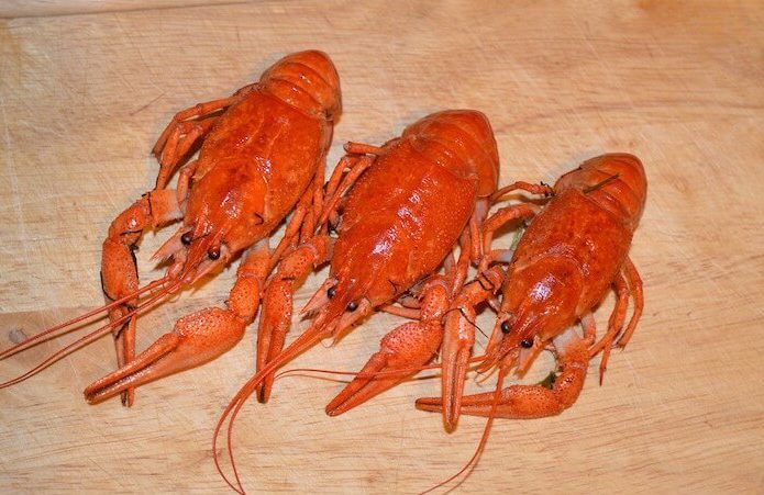 Lobster pixabay AKuptsova