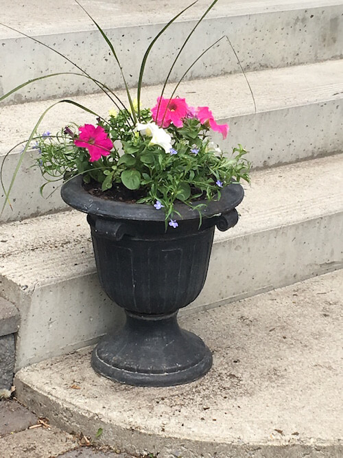 Annuals in a Black Planter