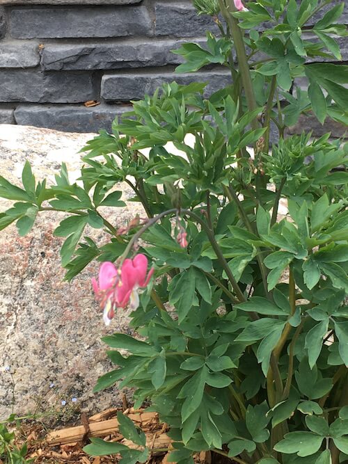 Bleeding heart (on a Buddha Board)