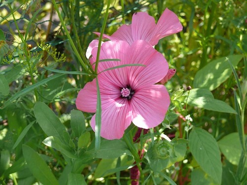 Lavatera