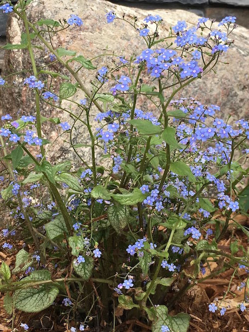 Perennial Jack Frost