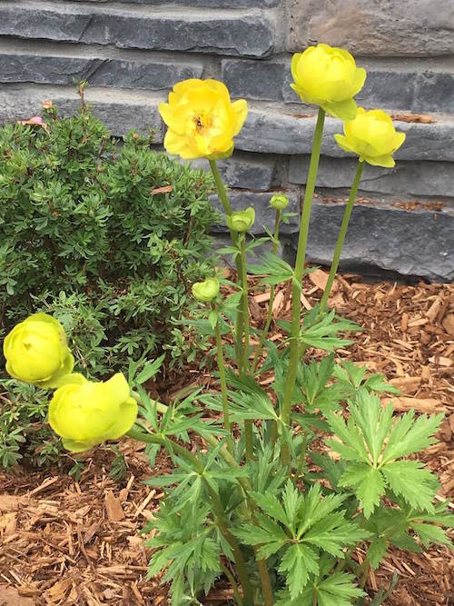 Plant with Yellow Flowers 