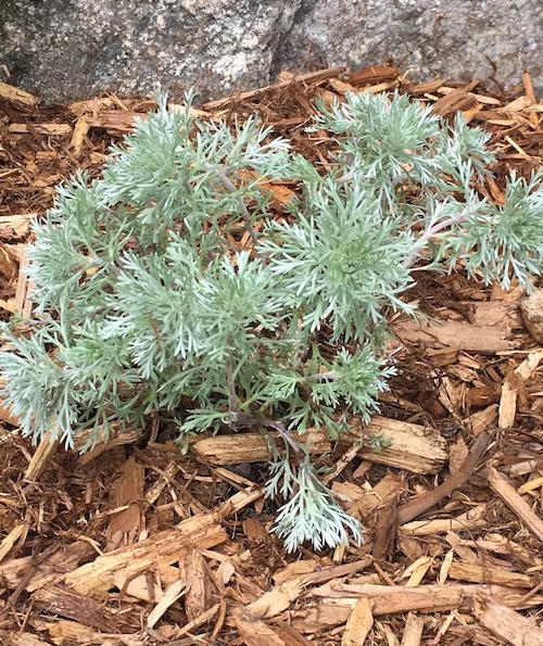 Silver Mound Perennial